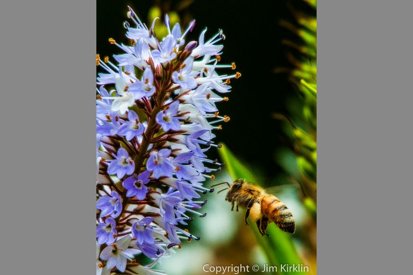 Honey Bee #2